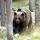  Suiza mata su único oso pardo que vivía en libertad