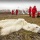 ¿El oso polar desaparecerá en menos de 100 años?